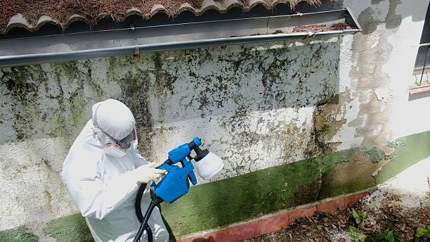 Trusted Black Mold Removal service in Westwood, MI - Cheap Mold Removal